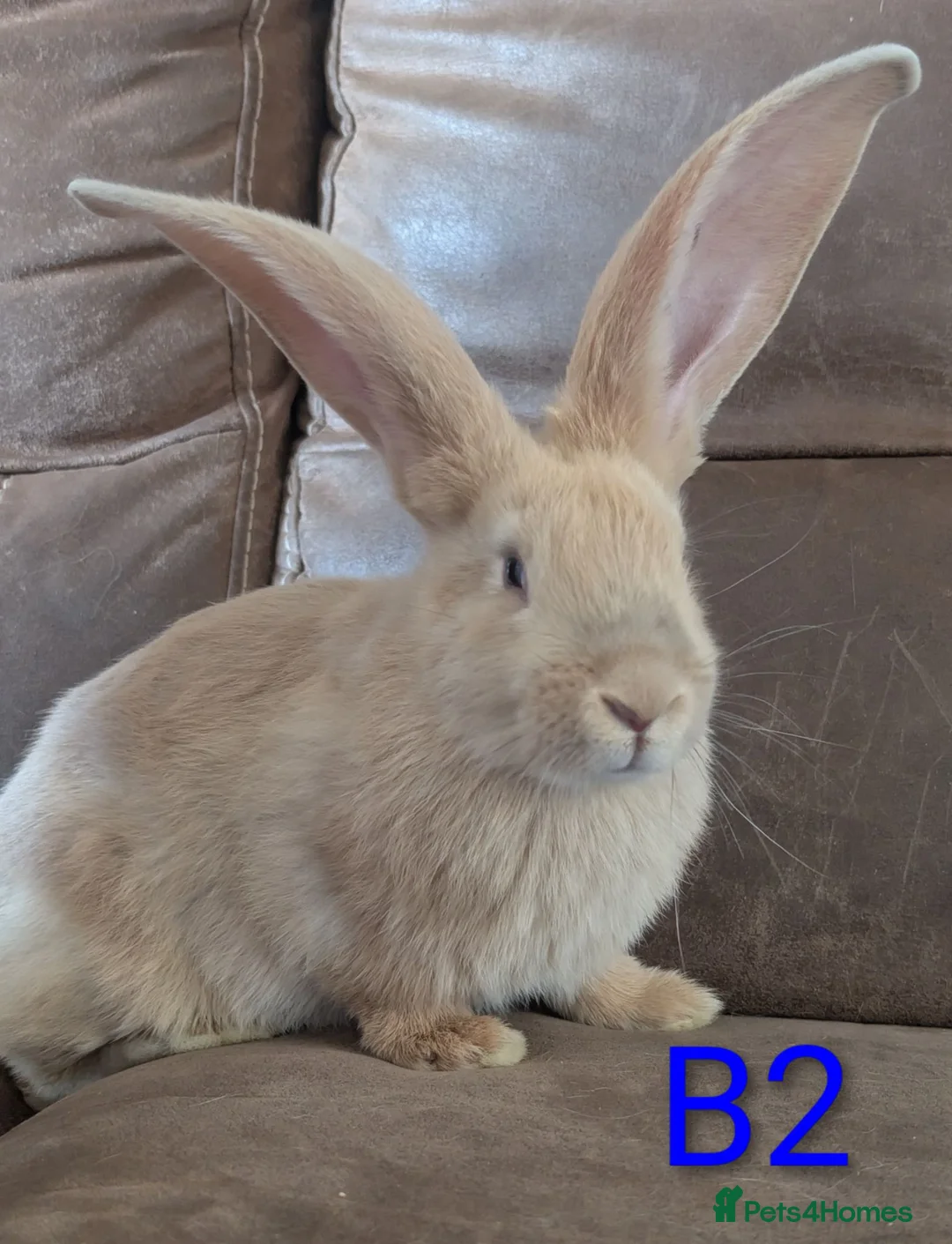 Continental Giant rabbits for sale: Continental giant - Advert 7