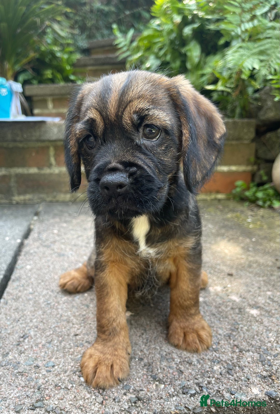 Mixed Breed dogs for sale: ❤️Beautiful Border Terrier cross puppies for sale. - Image 5