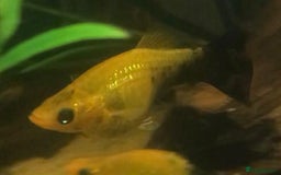 Other/Mixed Breed fish for sale: All fish sold individually for 10£ (info below) - Image 16