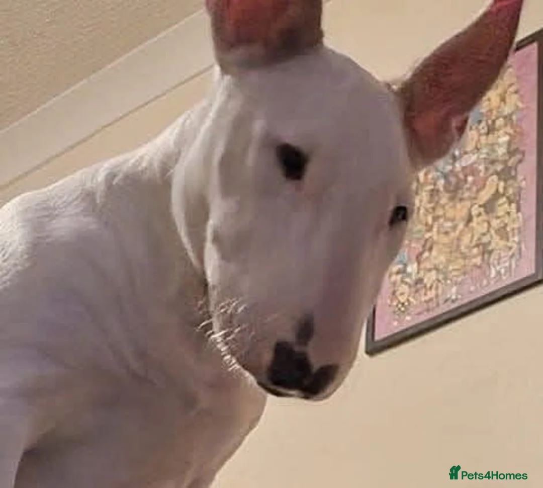 Mixed Breed dogs for sale: Ivy 10 month old English bull terrier cross  in Cambridge - Advert 10
