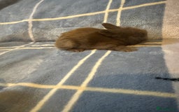 Mini Lion Lop rabbits for sale: Gorgeous lion lop babies  - Image 14