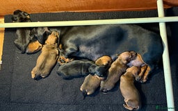 Dachshund dogs for sale: Standard champion bred dachshunds  - Image 24