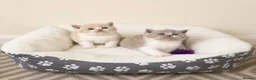 British Shorthair cats for sale: Exceptional Champion🏆 British longhair kitten - Advert 19