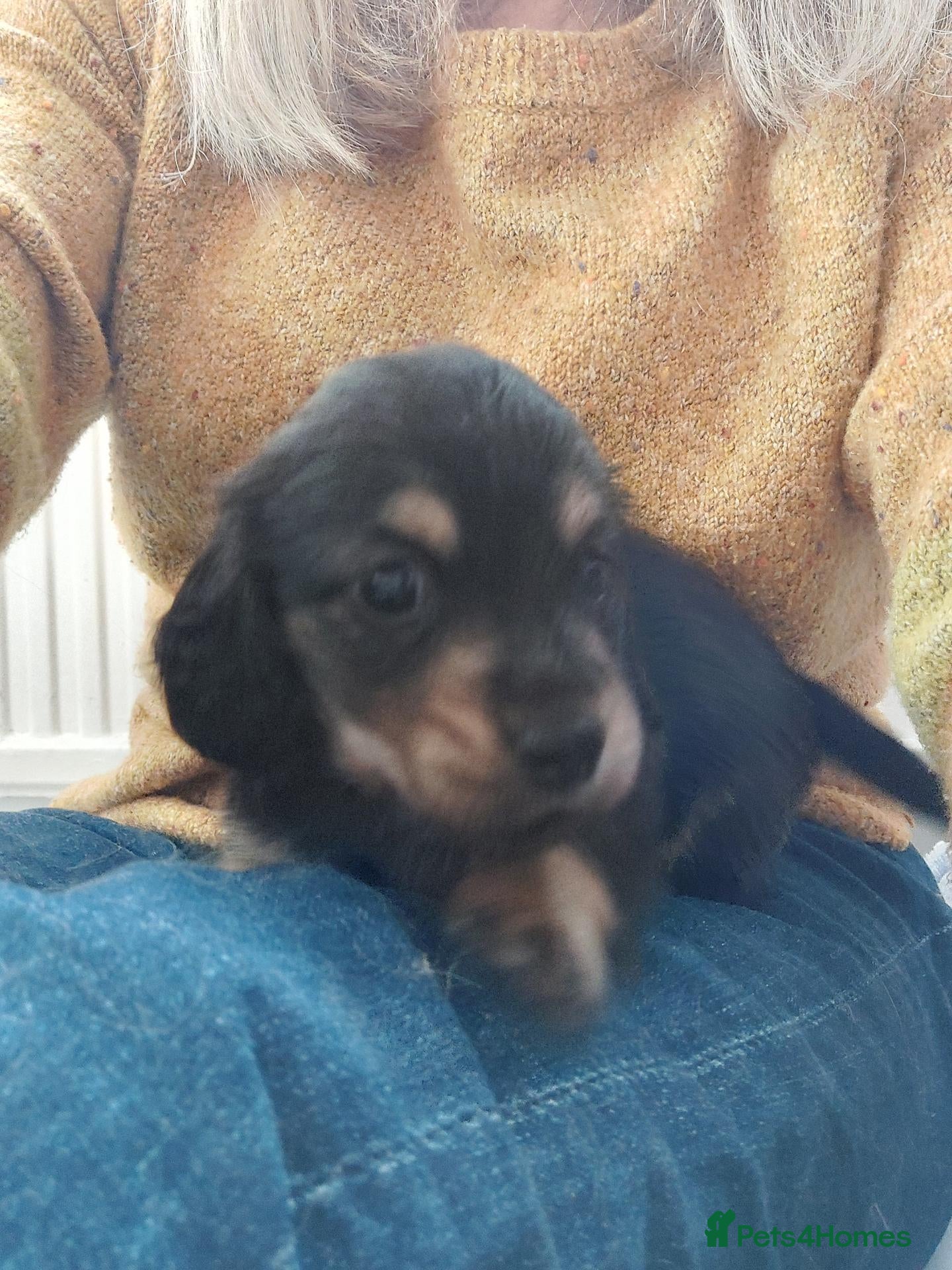Miniature Dachshund dogs for sale: PEDIGREE MINI LONG HAIRED DACHSHUNDS PICS COMING - Advert 2