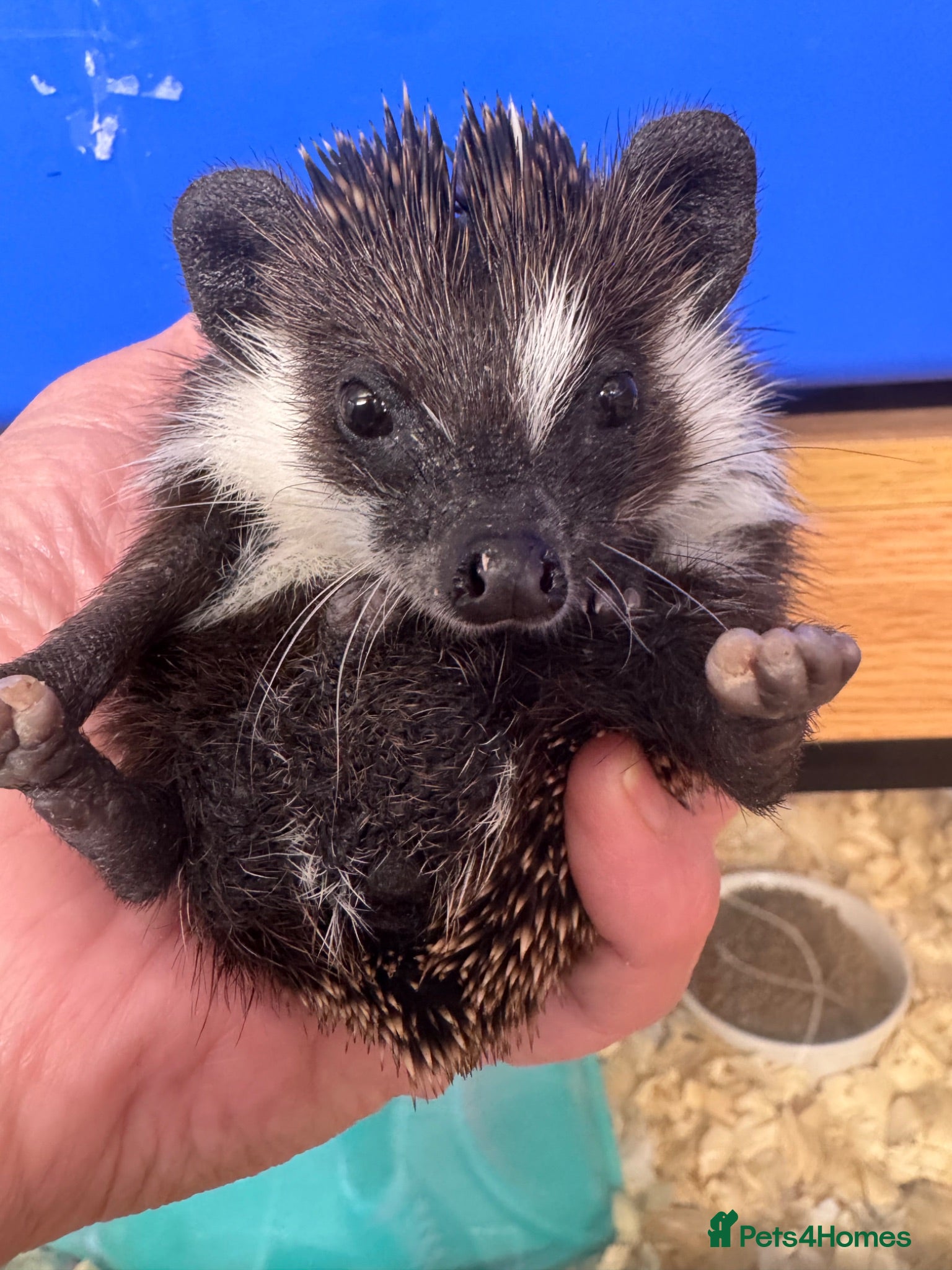 Pygmy Hedgehog rodents Stunning tame babies ready with/without set up  - Advert 2