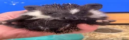 Pygmy Hedgehog rodents for sale: Stunning tame babies ready with/without set up  - Advert 6