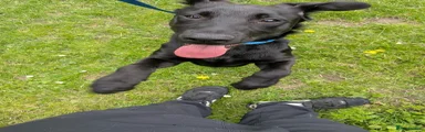 Sheprador 1