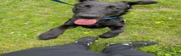 Sheprador dogs for sale: 8 month old labradore cross german shepherd  - Advert 4