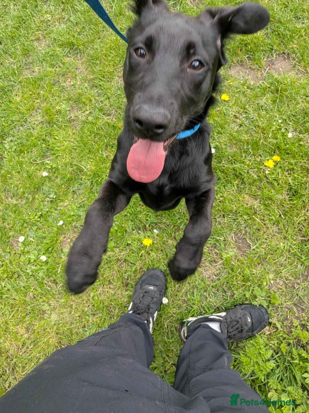 Sheprador dogs for sale: 8 month old labradore cross german shepherd  - Advert 4