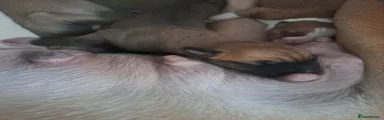 Mixed Breed 3