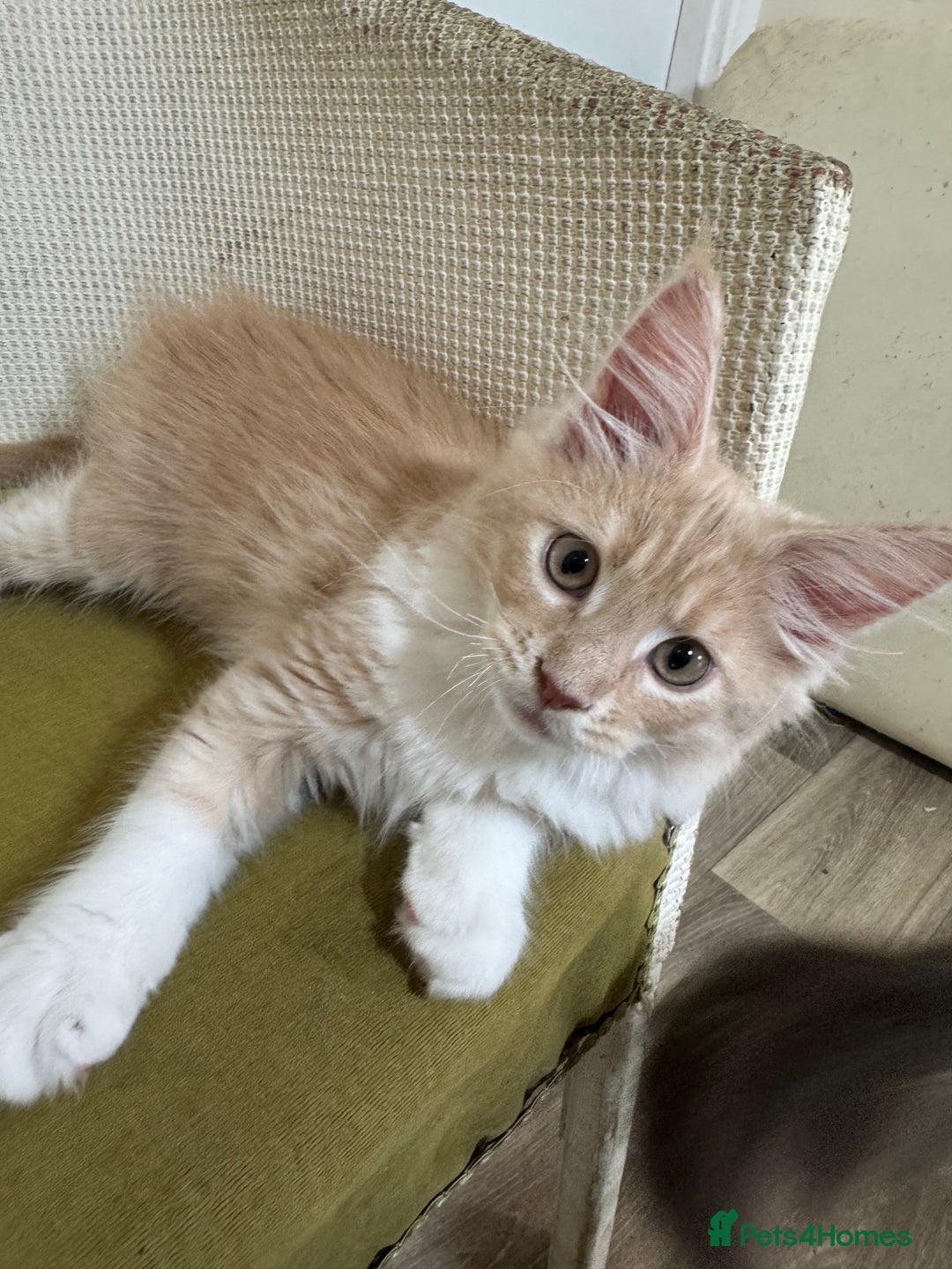 Maine Coon cats for sale: Ready Now! Pedigree Mainecoon kittens  - Image 6