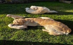 Golden Retriever dogs for sale: 3 beautiful Golden Retriever puppies  - Image 13