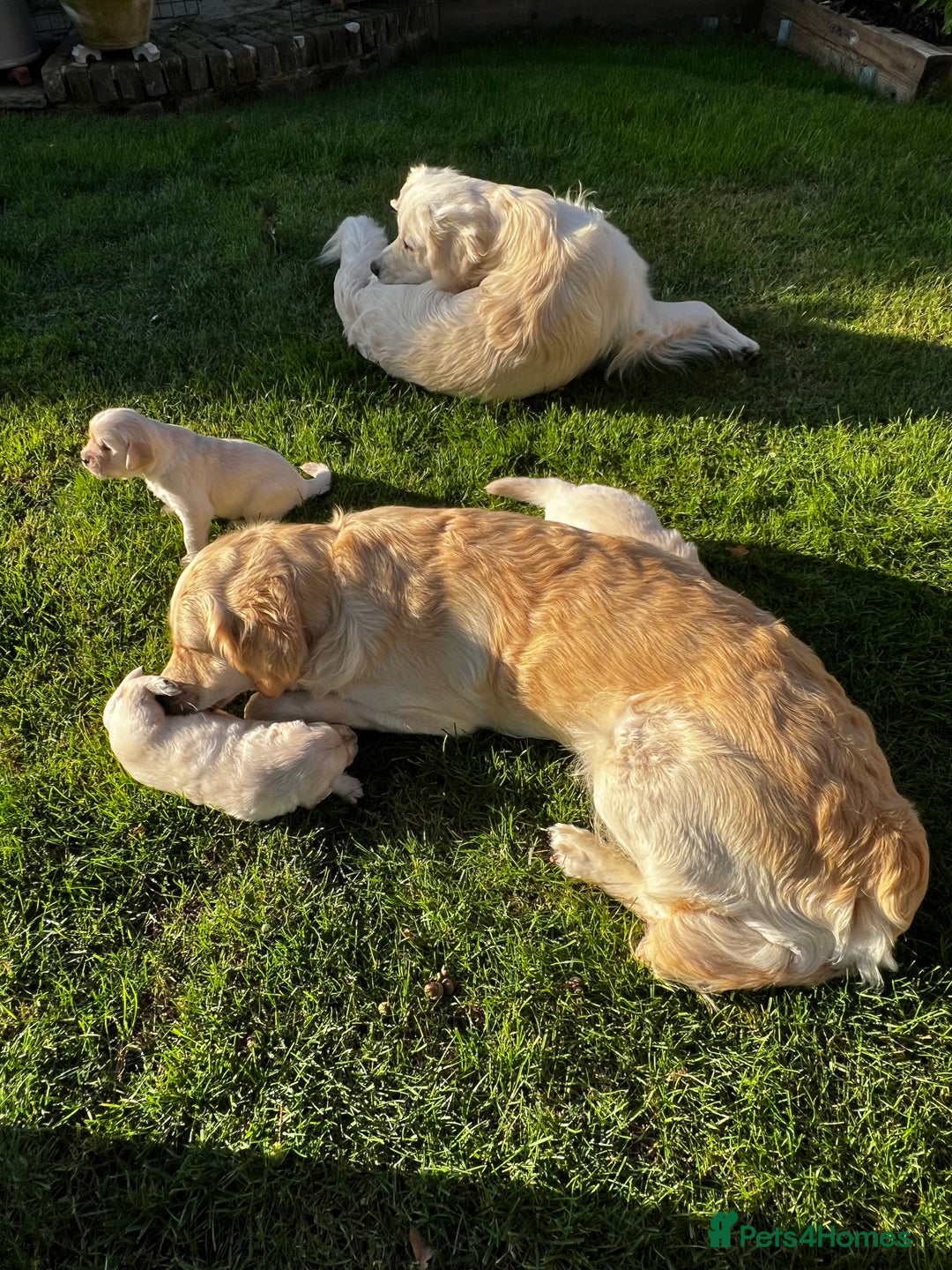 Golden Retriever dogs for sale: 3 beautiful Golden Retriever puppies  - Image 13