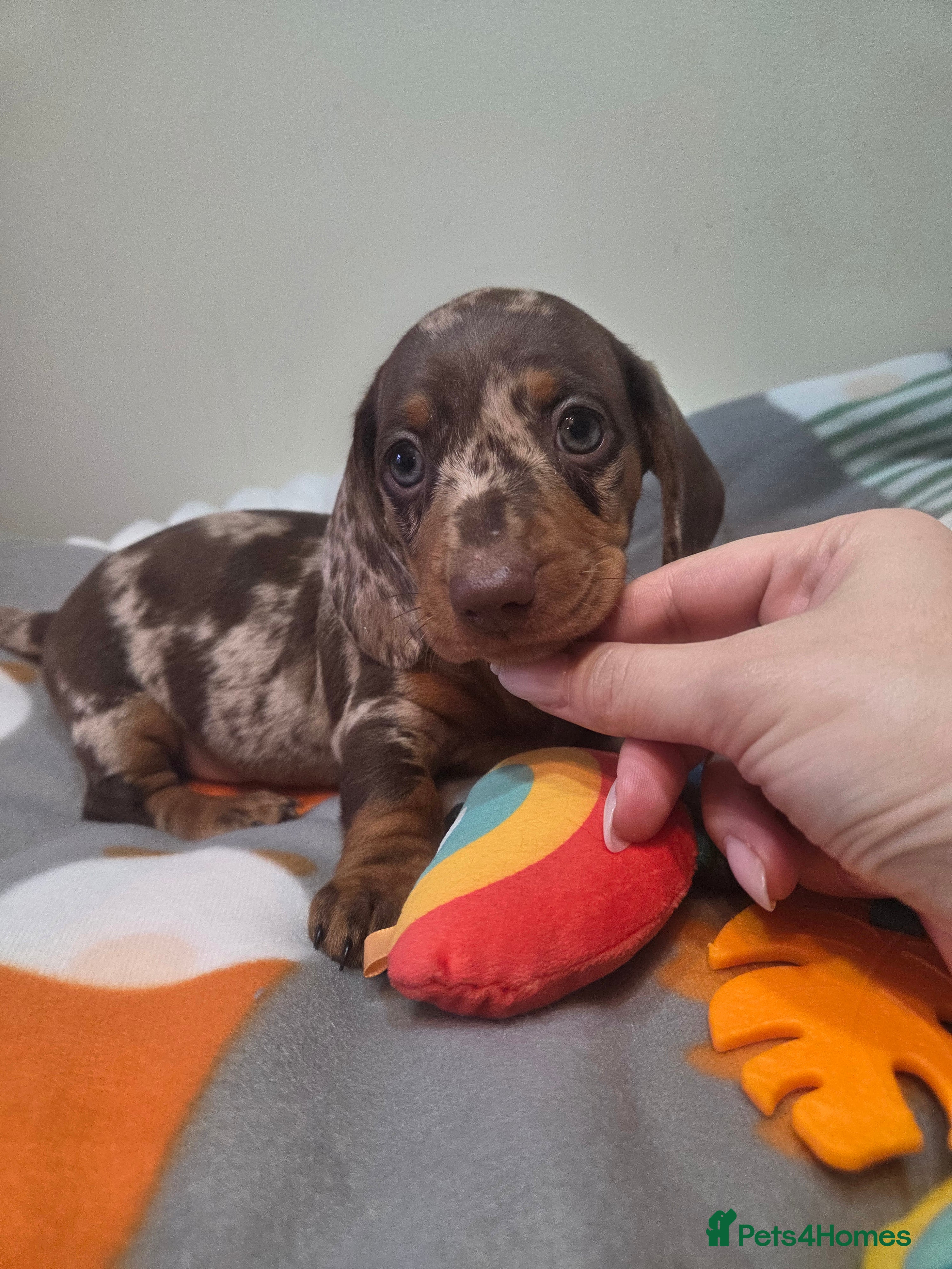 Miniature Dachshund dogs Kc Miniature Dachshunds  puppies  - Advert 14