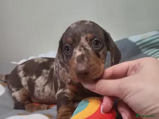 Miniature Dachshund dogs Kc Miniature Dachshunds puppies - Advert 14