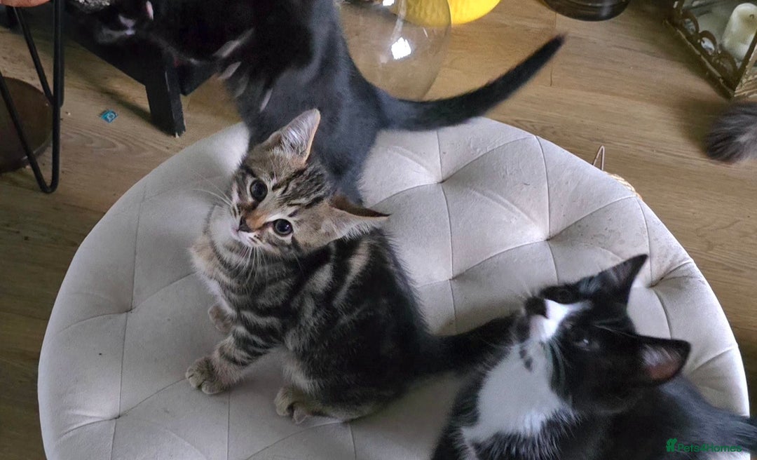 Mixed Breed cats for sale: Three boys looking for forever loving home  - Advert 24