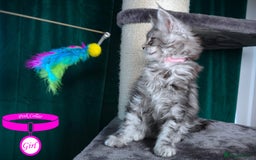 Maine Coon cats for sale: STUNNING XL PEDIGREE MAINE COON KITTENS  - Image 31