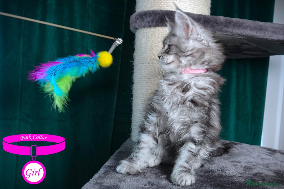 Maine Coon cats for sale: STUNNING XL PEDIGREE MAINE COON KITTENS  - Image 31