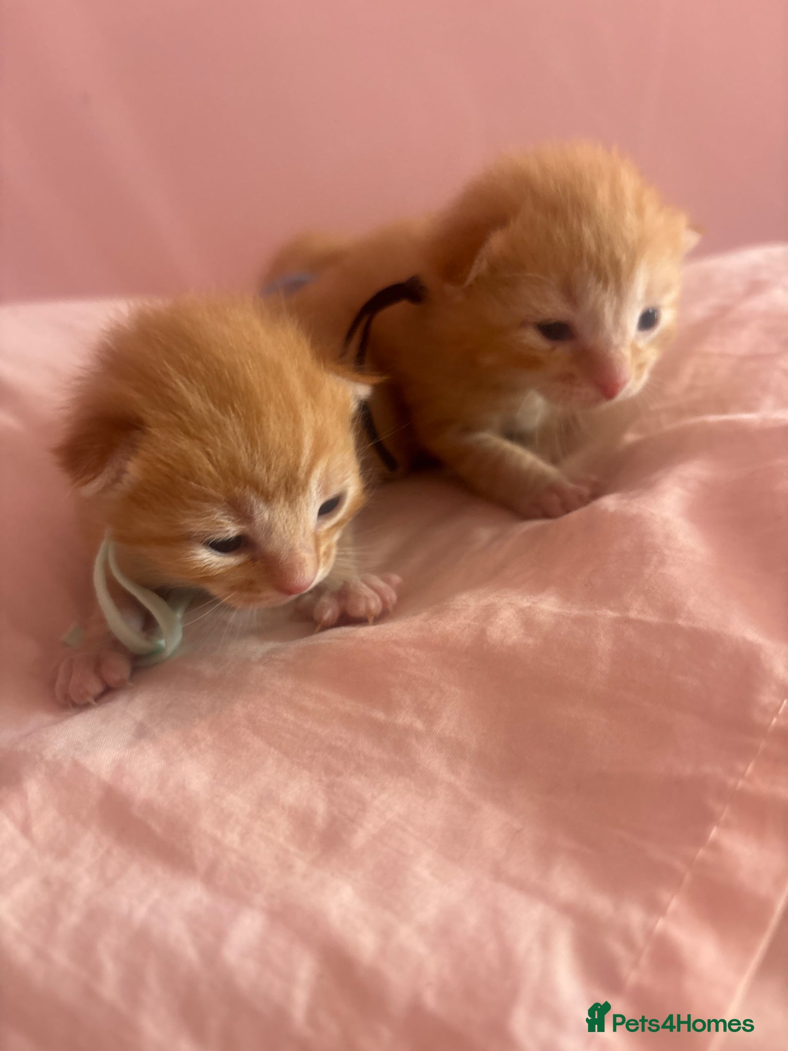 Mixed Breed cats  Half ragdoll kittens (2 left ) - Advert 8