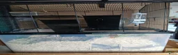 Gerbil rodents for sale: Gerbil female pair 18 months old in Bristol - Advert 2