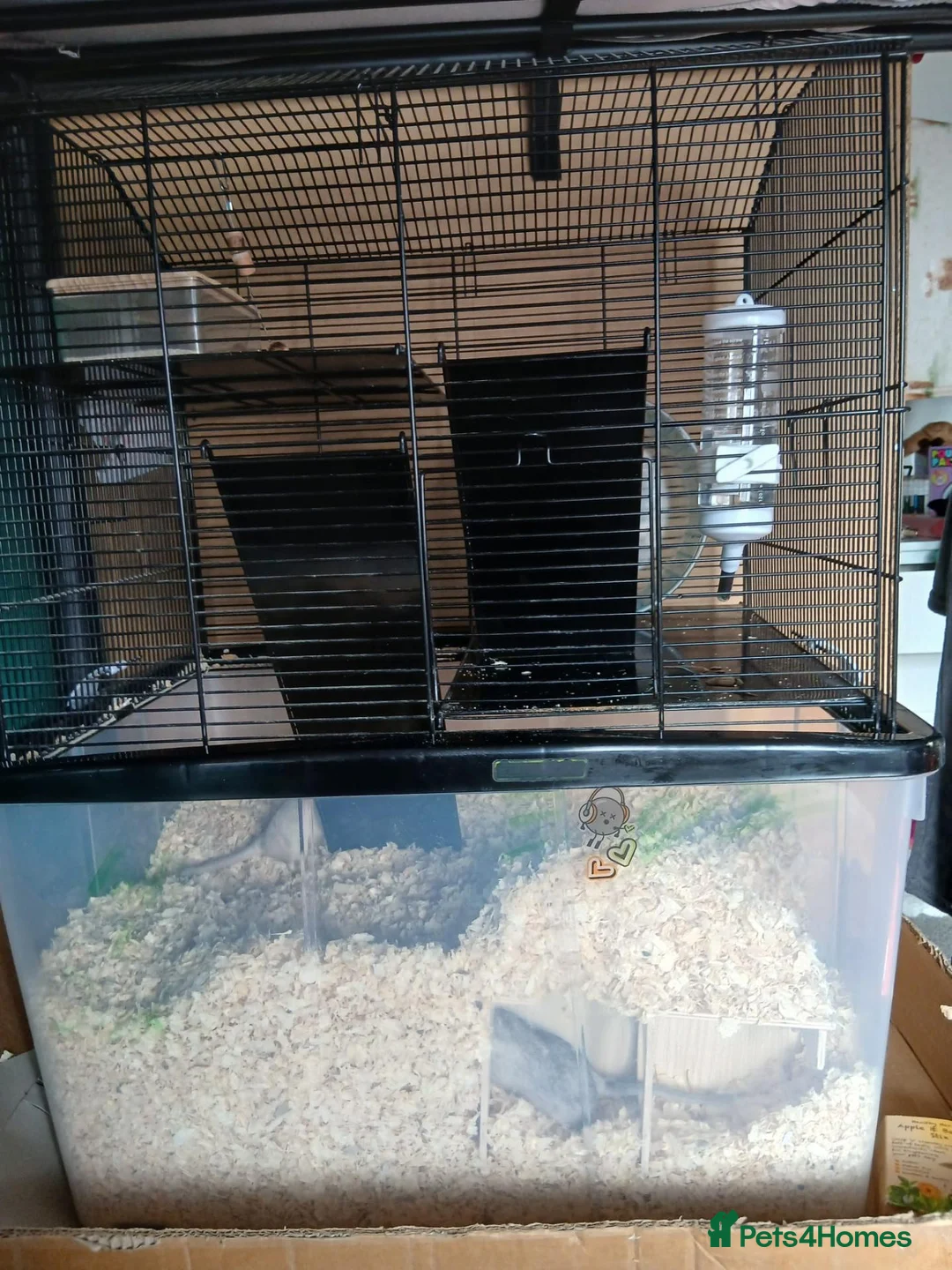 Gerbil rodents for sale: Gerbil female pair 18 months old in Bristol - Advert 2
