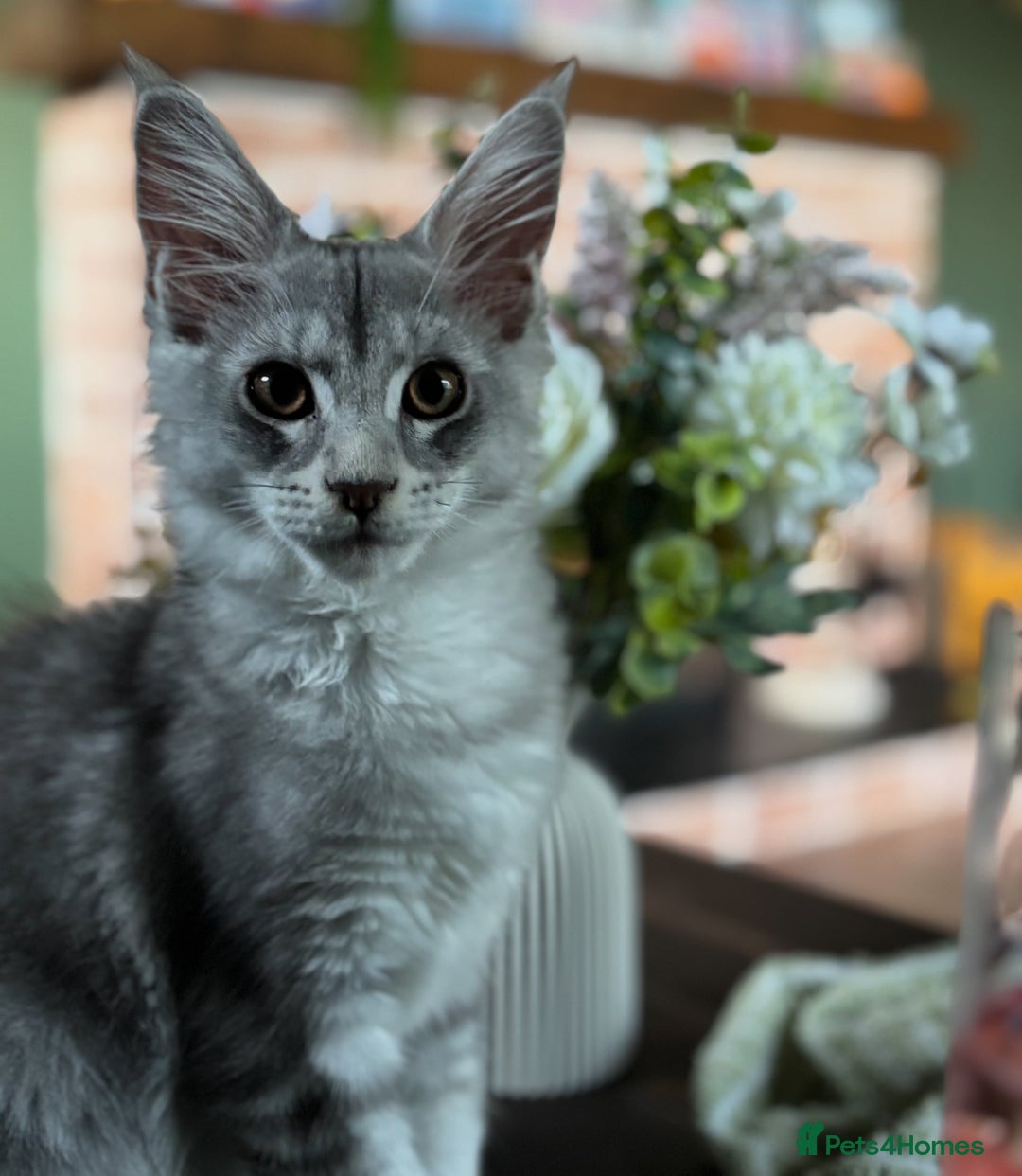Maine Coon cats for sale: Silver shaded lines, ticked Maine coon kitten - Image 4