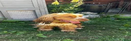Cocker Spaniel dogs for sale: KC REG SHOW COCKER SPANIEL  - Advert 6