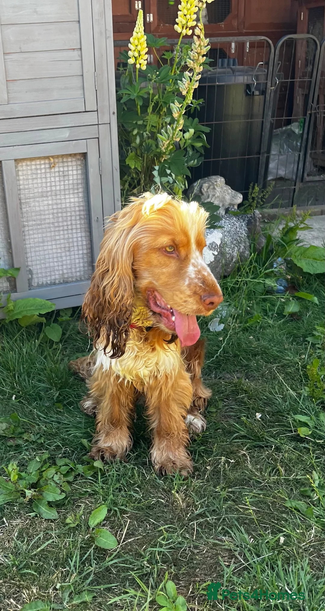 Cocker Spaniel dogs for sale: KC REG SHOW COCKER SPANIEL  - Advert 6