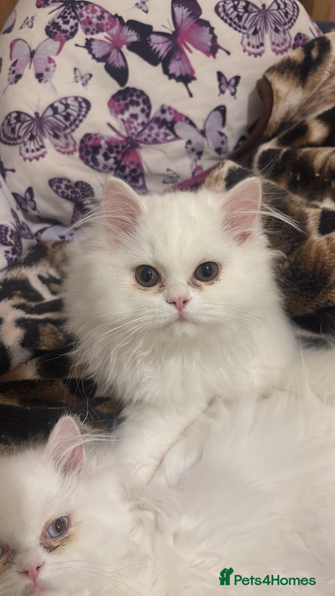 Persian cats for sale: Pure Persian baby's looking lovely home   - Advert 9