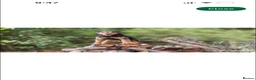 Lakeland Terrier dogs for sale: Lakeland Terrier Puppies Ready W/C 2nd November - Advert 6
