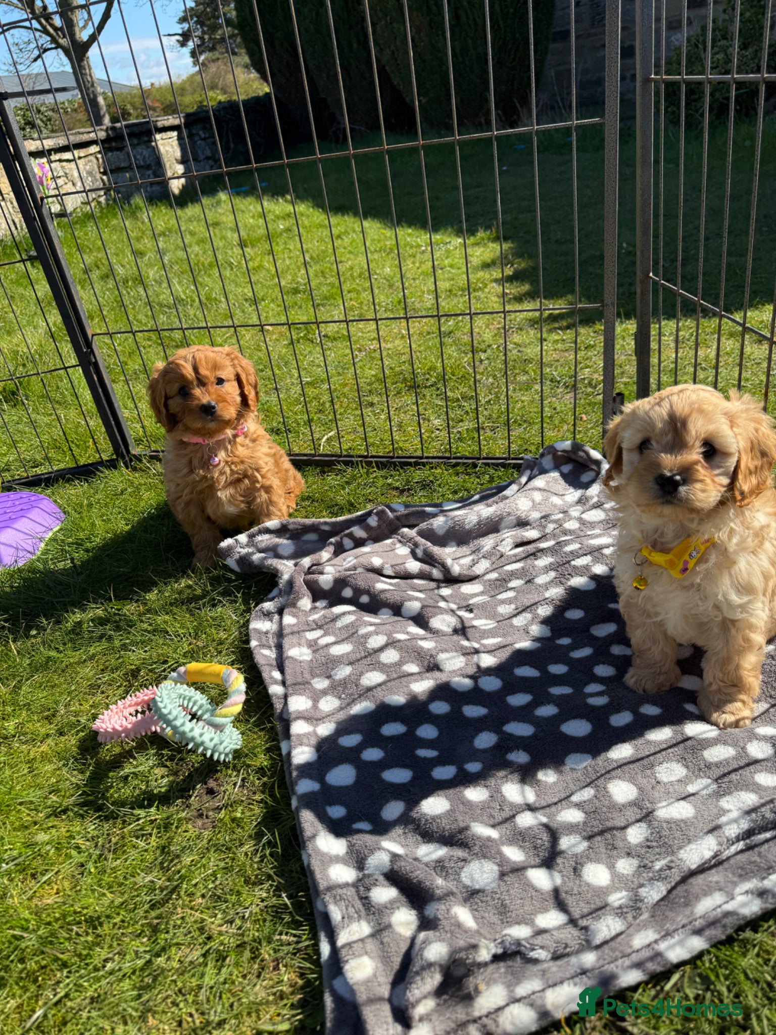 Cavapoo dogs Beautiful Health Tested Cavapoo Puppies - Advert 1