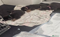 German Shepherd dogs for sale: German shepherd puppies  - Image 18