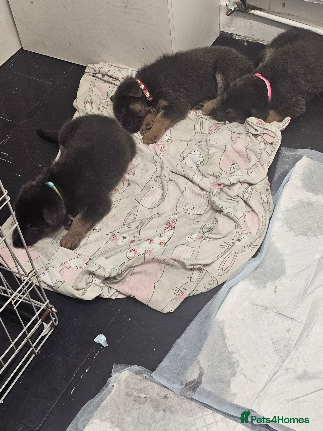 German Shepherd dogs for sale: German shepherd puppies  - Image 18