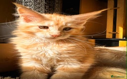 Maine Coon cats for sale: Maine Coon Kittens Tica Registered - Image 2