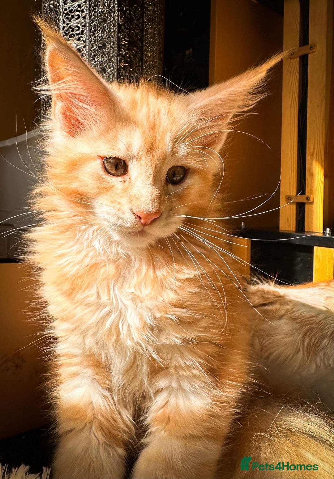 Maine Coon cats for sale: Maine Coon Kittens Tica Registered - Image 2