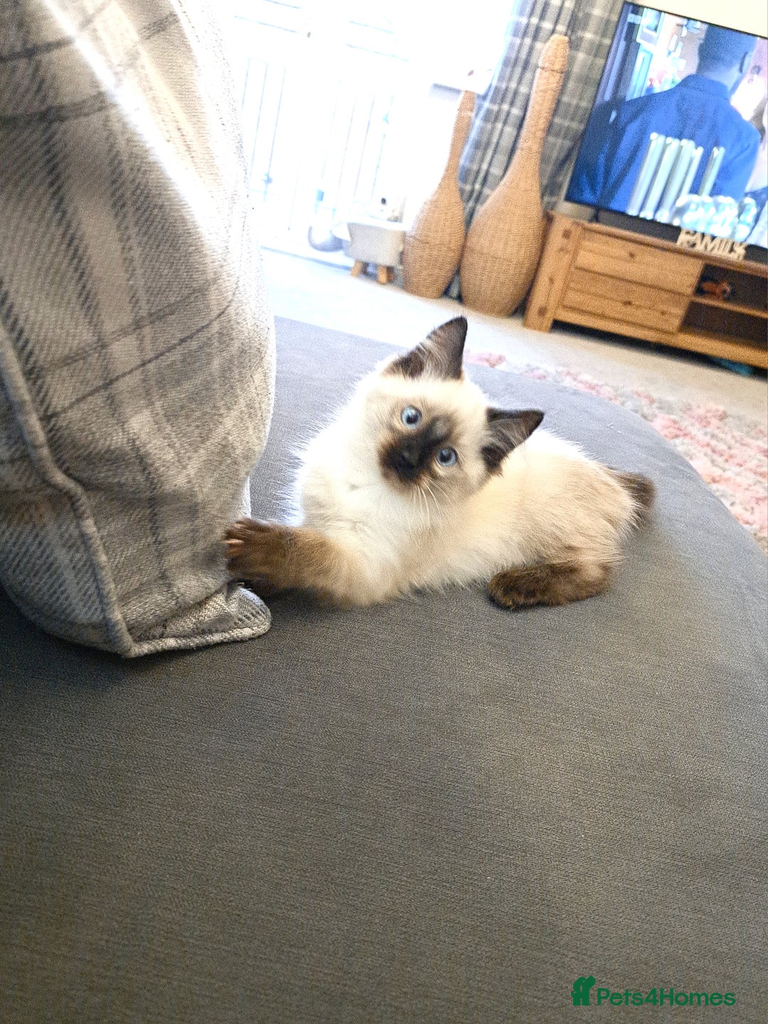 Ragdoll cats for sale: Ragdoll kitten - Image 4