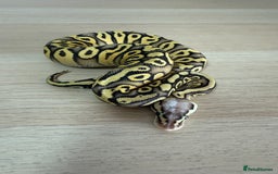 Python Snake reptiles for sale: Ball Pythons for sale (Adults & Babies) - Image 2