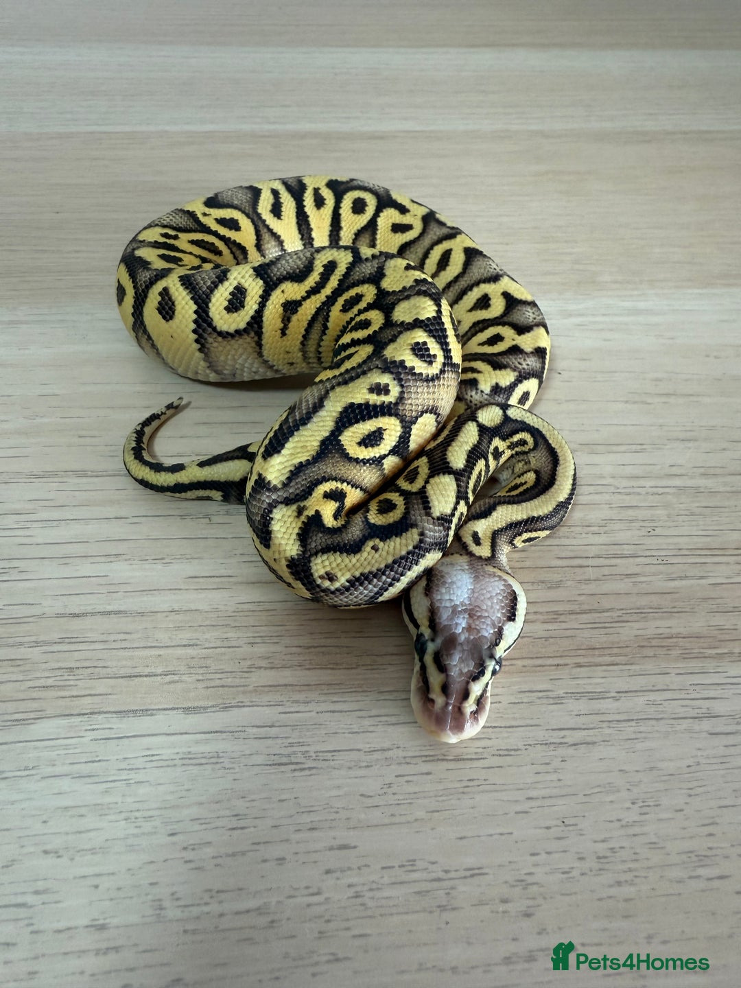 Python Snake reptiles for sale: Ball Pythons for sale (Adults & Babies) - Image 2
