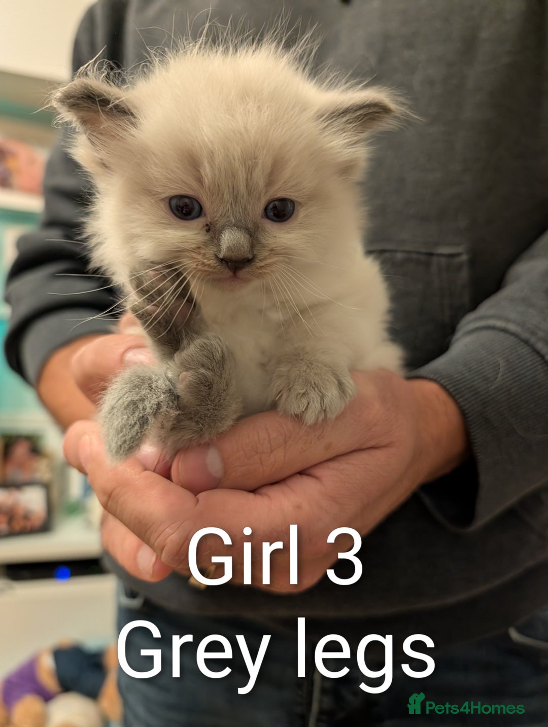 Ragdoll cats for sale: Ragdoll Kittens - Advert 9