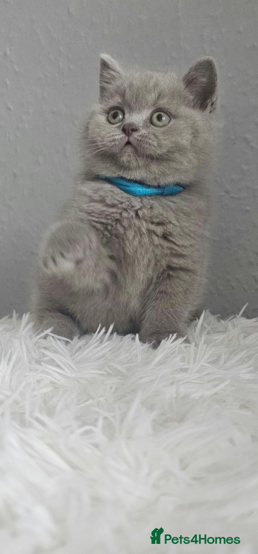 British Shorthair cats LAST BOY British Shorthair GCCF - Advert 2