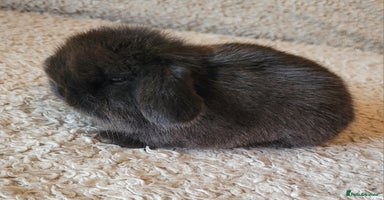 Mini Lop rabbits Stunning pure bred mini lops available.  - Advert 4