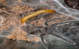 Tarantulas invertebrates for sale: 4 Tarantulas for sale!  - Image 4