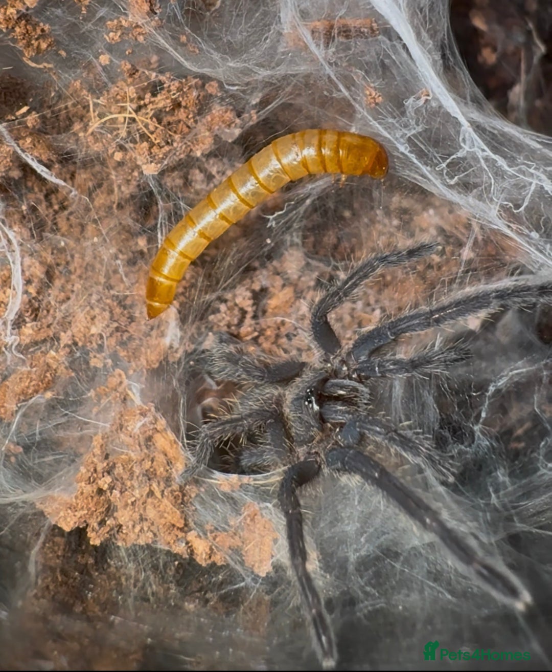 Tarantulas invertebrates for sale: 4 Tarantulas for sale!  - Image 4