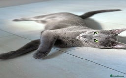 Russian Blue cats for stud: TICA & GCCF Genetically tested Russian Blue Stud in Northampton - Image 2
