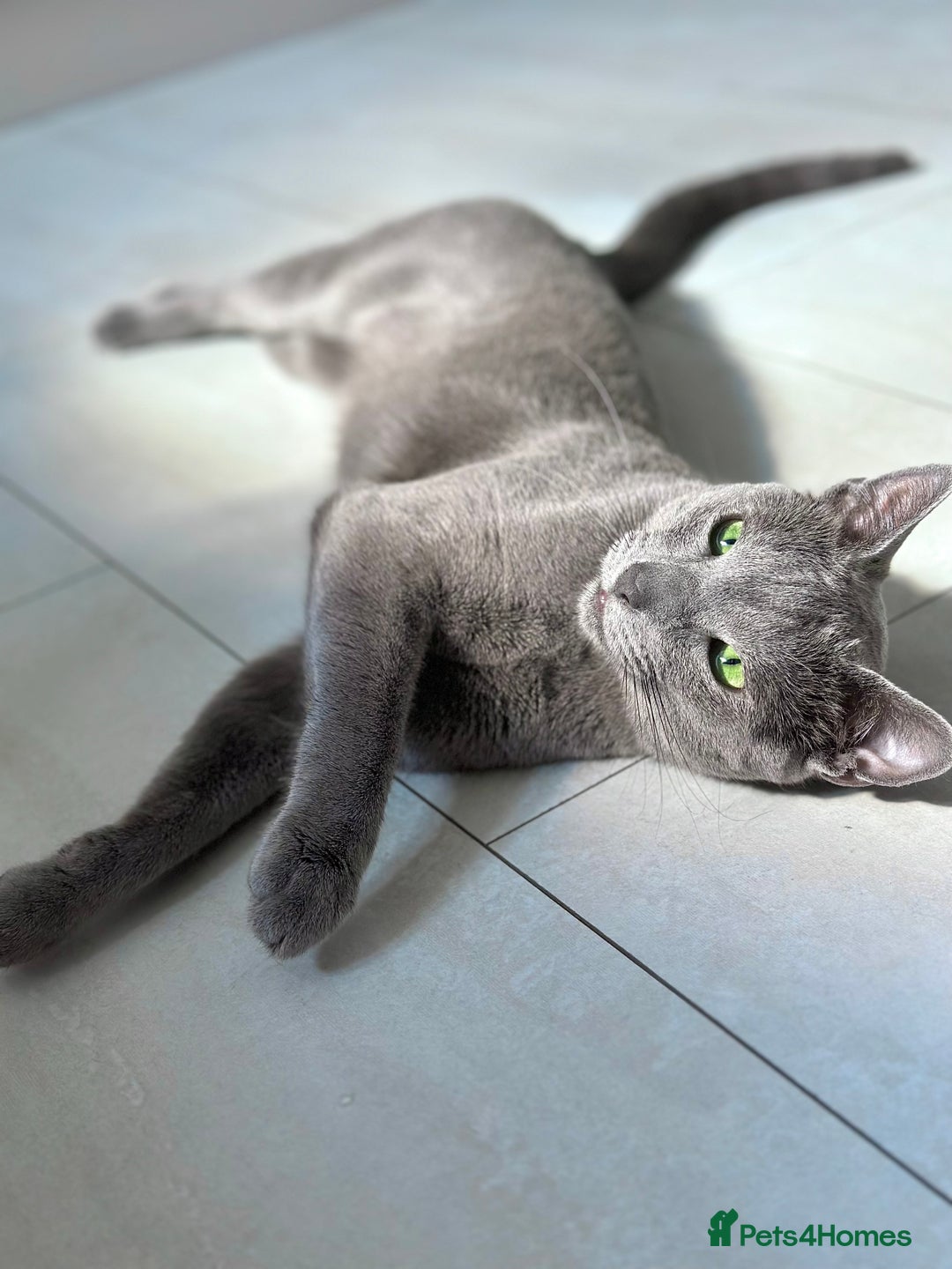 Russian Blue cats for stud: TICA & GCCF Genetically tested Russian Blue Stud in Northampton - Image 2