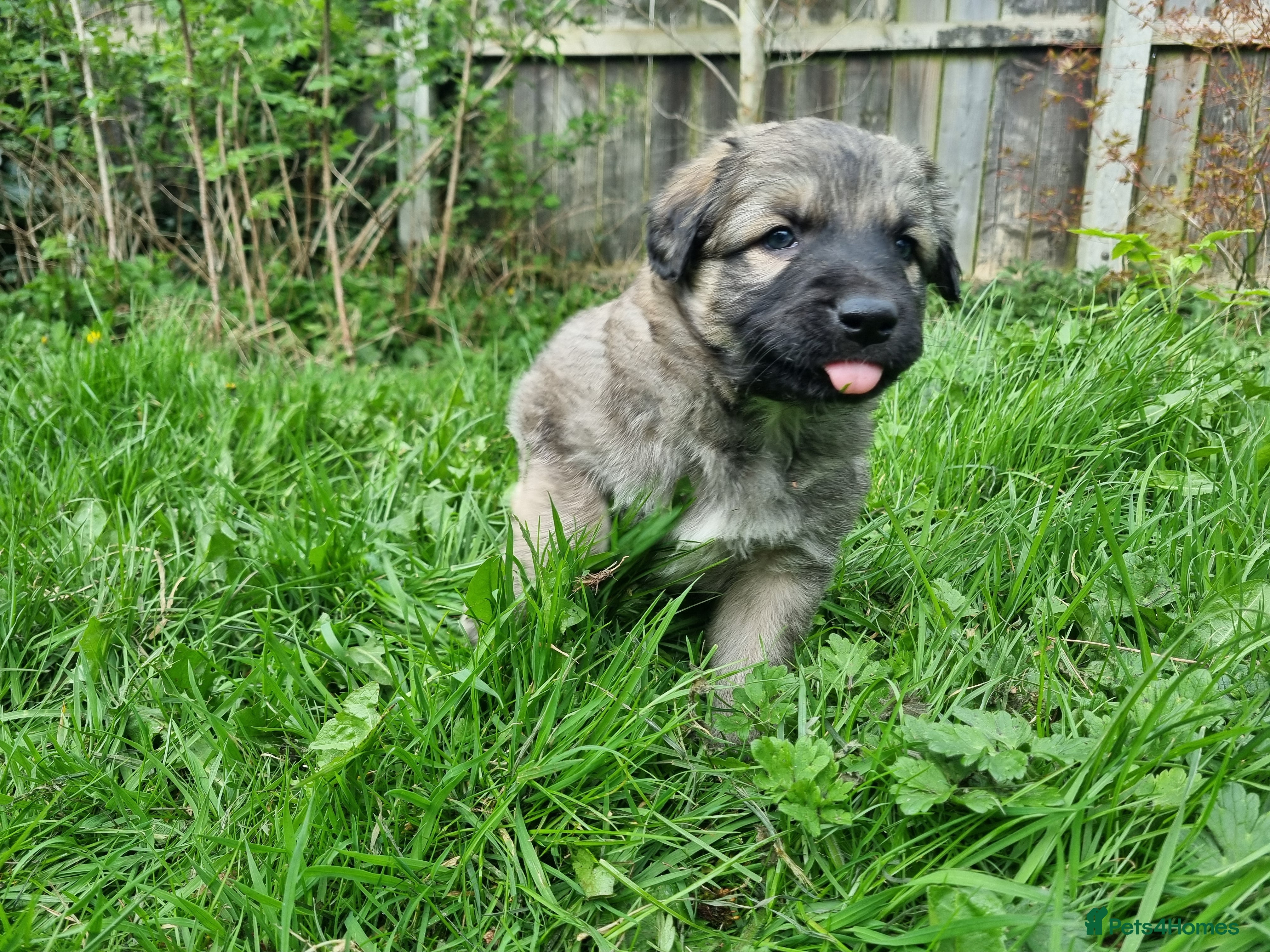 Mixed Breed dogs Kangal Mix Puppies - Advert 2