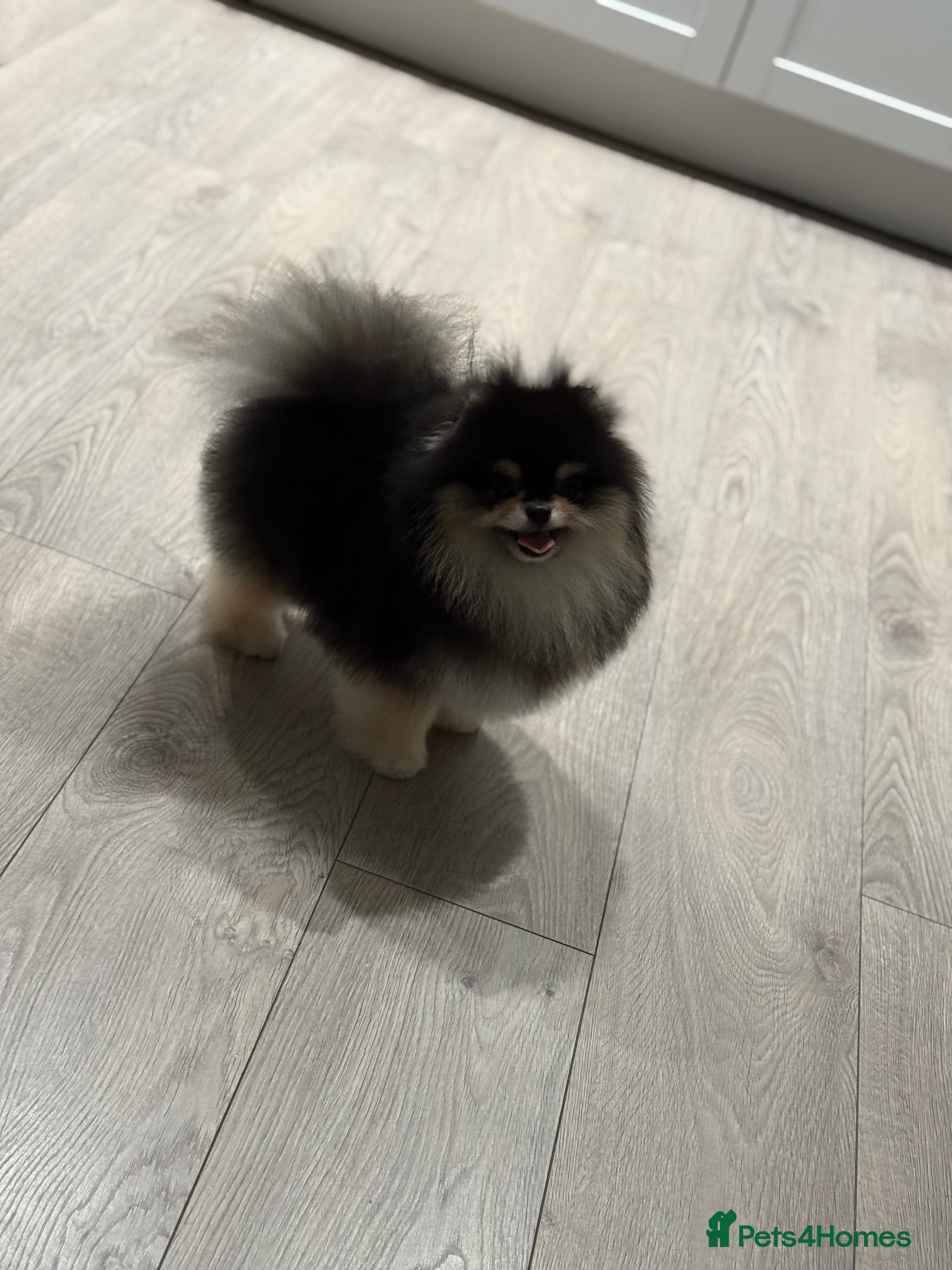 Pomeranian dogs 1.8 kg Black and Tan STUD True to type  - Advert 2