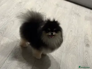 Pomeranian dogs 1.8 kg Black and Tan STUD True to type - Advert 2