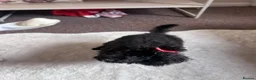 Toy Poodle dogs for sale: Doodle the poodle - Advert 1
