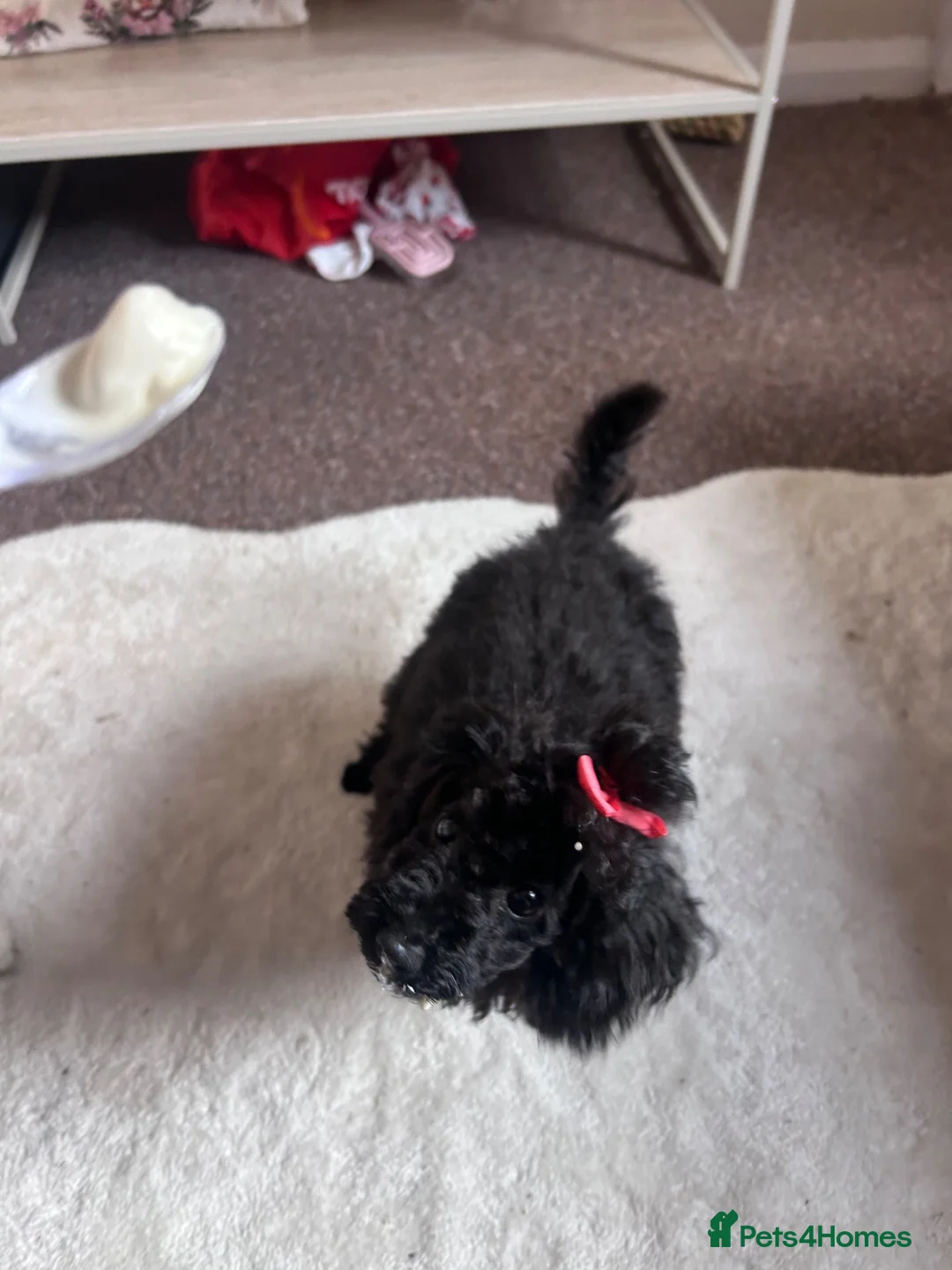 Toy Poodle dogs for sale: Doodle the poodle - Advert 1